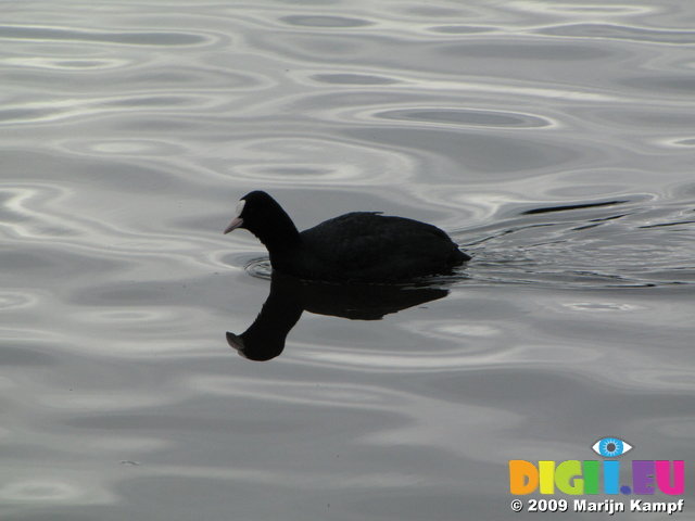 SX02810 Coot with reflection on water [Fulica Atra]